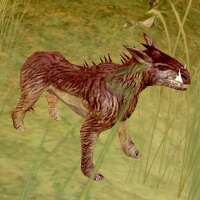 Female Slice Hound